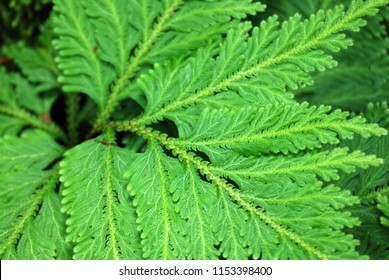 Nature Scene Of Single Tropical Leaf Of Trichomanes Speciosum , Commonly Known As Killarney Fern With Blurred Background