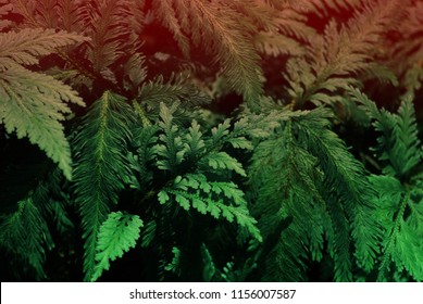 Nature Scene Of Tropical Leaves Plant Of Trichomanes Speciosum , Commonly Known As Killarney Fern Texture Bacckground - Green Patterns