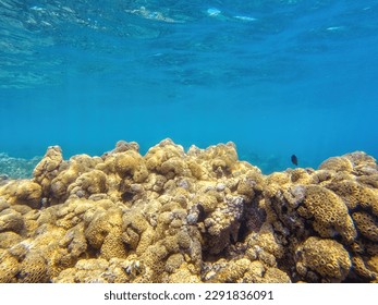 La naturaleza del fondo