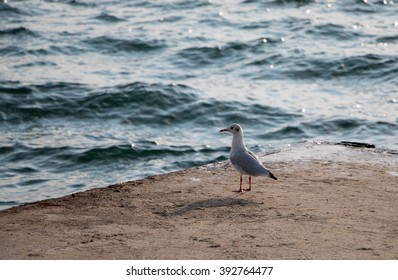 nature seagull e