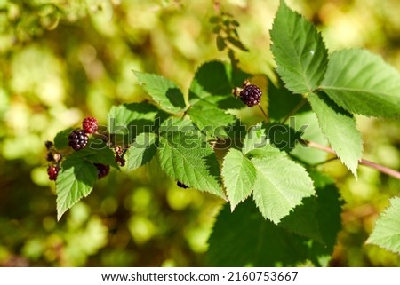 Similar – Autumn Berry bushes