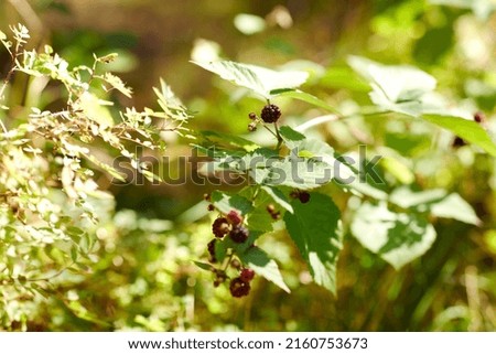 Similar – Autumn Berry bushes