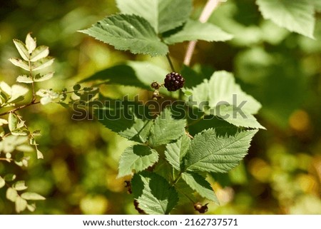 Similar – Autumn Berry bushes