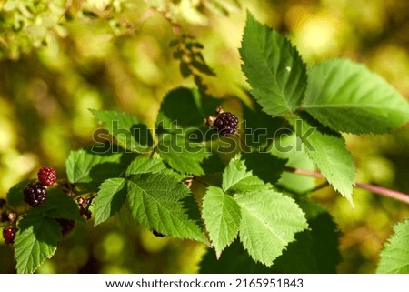 Autumn Berry bushes