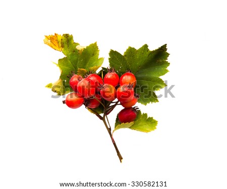 Similar – Autumn Berry bushes