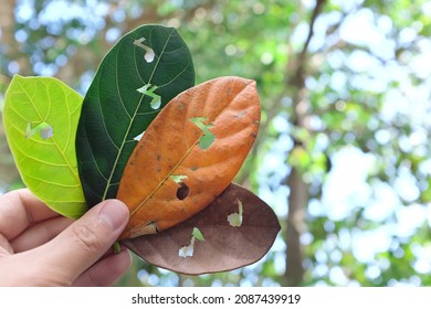 Nature, Seasonal And Timeless Music Concept. Hand Holding Leaves With Musical Notes Cutout For Album Cover In Natural Background.