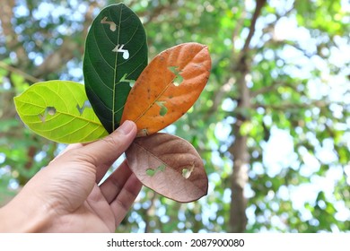 Nature, Seasonal And Timeless Music Concept. Hand Holding Leaves With Musical Notes Cutout For Album Cover In Natural Background.