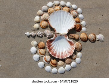 Nature Shells Bird And Land Art Inspiration