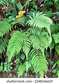 nature of Silvery glade fern