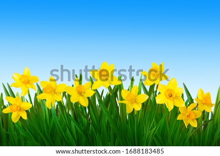 Nature spring background with Yellow daffodils flowers on blue sky background. Border of daffodils flowers. Beautiful Wallpaper or Web Banner With Copy Space for design
