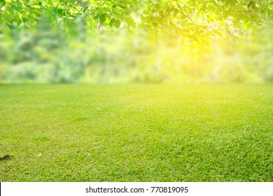 Nature Spring Grass Background Texture.