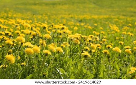 Nature Spring meadow with blossoming dandelion flowers. Medicinal plant. Beautiful Floral countryside in Spring. Landscape with Yellow dandelion Flowers closeup. Colorful Spring Natural Wallpaper