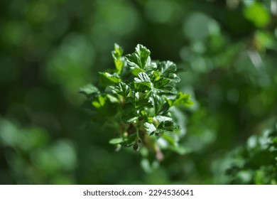 Nature in springtime and summer