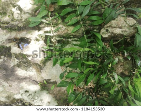 The Nature of Stone Trees