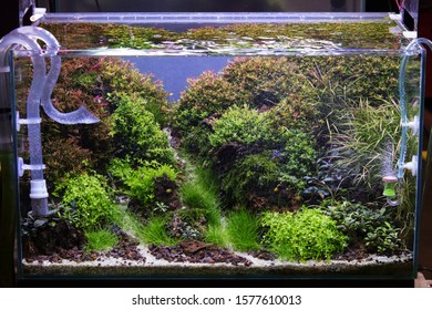 Nature Style Of Fresh Water Aquarium Aquascape Tank