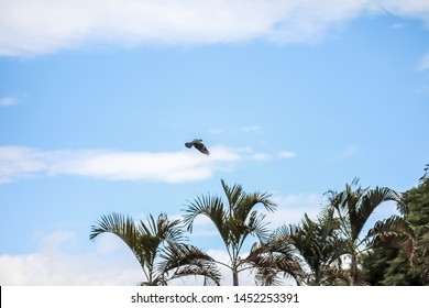 Nature And Sue Bright Blue