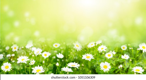 Natur Sommerhintergrund mit Kamillenblumen. Schöne Landschaft Blumen Wiese an sonnigen Tag mit selektiver Fokussierung. Breitbild-Bildschirmhintergrund oder Webbanner mit Kopienraum.