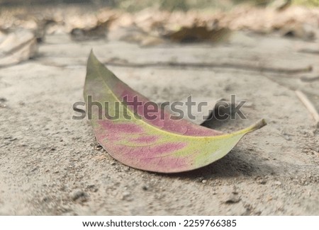 Nature of a tee leef