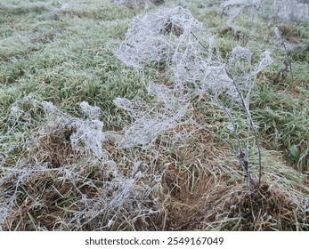 nature, texture, tree, wood, plant, brown, macro, forest, grass, ant, dry, branch, closeup, insect, close-up, ice, hay, ground, leaf, pattern, abstract, straw, anthill, green, animal
 - Powered by Shutterstock