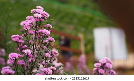 Nature Thailand Khaokho Petchaboon Flower