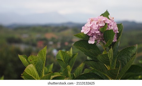 Nature Thailand Khaokho Petchaboon Flower