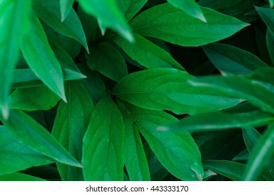 Nature theme: Beautiful fresh green leaves on a dark background - Shutterstock ID 443333170