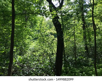 Nature Trail In Burlington County New Jersey