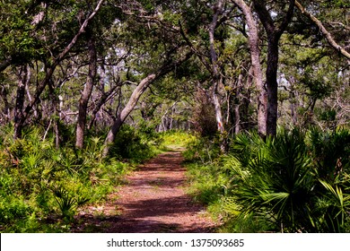 A Nature Trail In Central Florida