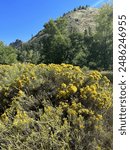 Nature trail in Poudre Canyon Colorado