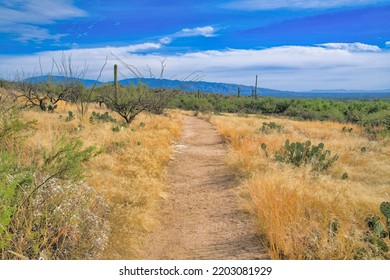 Nature trail at Sabino Canyon State Park in Tucson, Arizona. Walkway with grasses and different types of cactuses on the side against he mountains and sky background.
