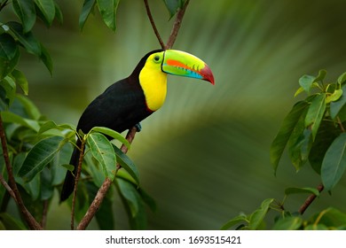 Nature travel holiday in central America. Keel-billed Toucan, Ramphastos sulfuratus. Wildlife from Costa Rica. Costa Rica wildlife. Toucan sitting on the branch in the forest, green vegetation.  - Shutterstock ID 1693515421