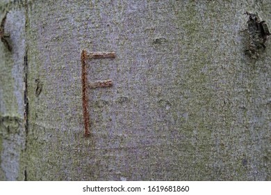 Nature Tree Bark Texture Background Closeup in Forest