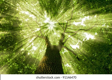 Nature. Tree In The Forest With Sunlight