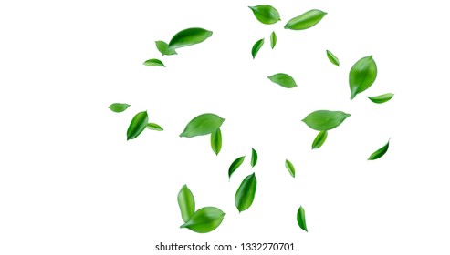 Nature Tree Leaves image with white background