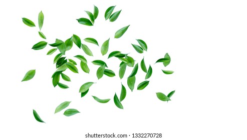 Leaves Png Hd Stock Images Shutterstock
