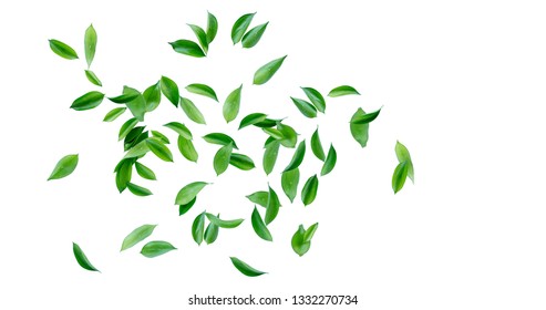 Nature Tree Leaves image with white background