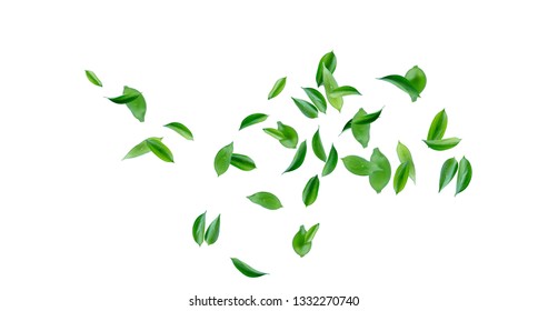 Nature Tree Leaves image with white background - Shutterstock ID 1332270740