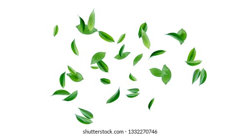 Nature Tree Leaves image with white background