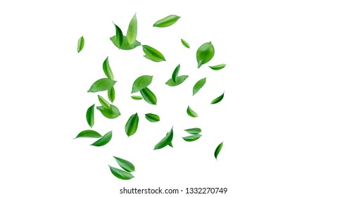 Nature Tree Leaves image with white background - Shutterstock ID 1332270749