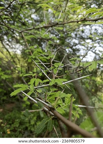 nature, tree, needles, sharp, stick, roses, plant, close-up, HD wallpaper
