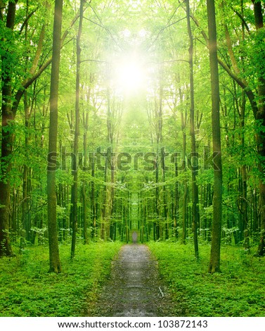nature tree . pathway in the forest with sunlight backgrounds.