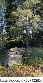 Nature, tree, pine, leaf, forest, Stine