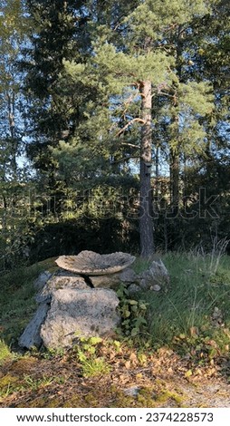 Nature, tree, pine, leaf, forest, Stine