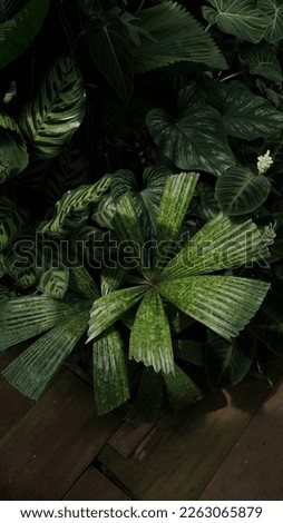 nature tropical plant palm leaves dark foliage