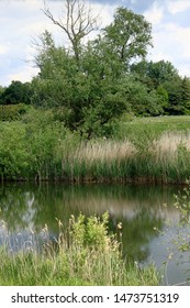 Nature In The Valley Of The River Nete, Vriesel, Belgium