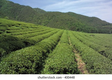 Nature View