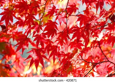 Nature View