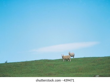 Nature View