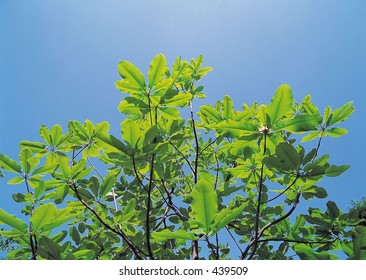 Nature View