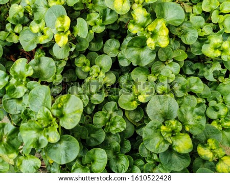 Nature view of Creeping jenny plants for background and wallpaper. Natural green plants landscape